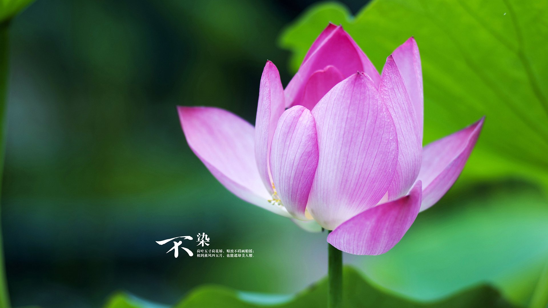 今年联盟中篮板最多的球员是谁？，联盟篮板榜