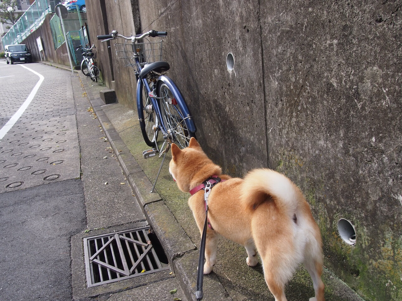 全国大学生篮球联赛落幕，冠军队伍备受瞩目，全国大学生篮球联赛有哪些学校